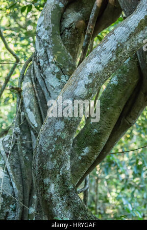 Grand tournant Strangler Fig vignes autour d'un tronc d'arbre dans la forêt dans la région du Pantanal au Brésil, Mato Grosso, l'Amérique du Sud. Strangler Banque D'Images