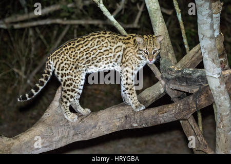 L'ocelot de nuit avec un projecteur sur elle, tel qu'il est venu à la recherche de nourriture, dans la région du Pantanal de Mato Grosso, Brésil, Amérique du Sud Banque D'Images