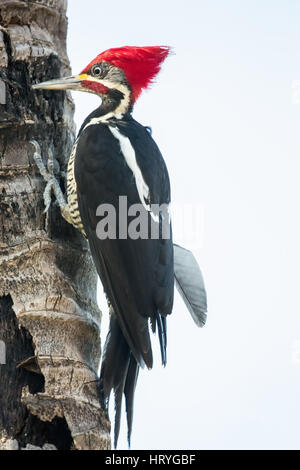 Homme Lineated Woodpecker accroché à un tronc d'arbre dans la région du Pantanal de Mato Grosso, Brésil, Amérique du Sud Banque D'Images