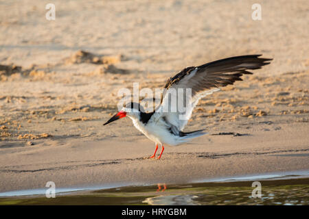 Skimmer noir avec ses ailes vers le haut d'obtenir prêt à décoller le long de la berge, dans la région du Pantanal, Mato Grosso, l'Amérique du Sud Banque D'Images