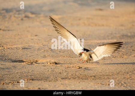 Skimmer noir avec ses ailes comme il terres le long de la berge, dans la région du Pantanal, Mato Grosso, l'Amérique du Sud Banque D'Images