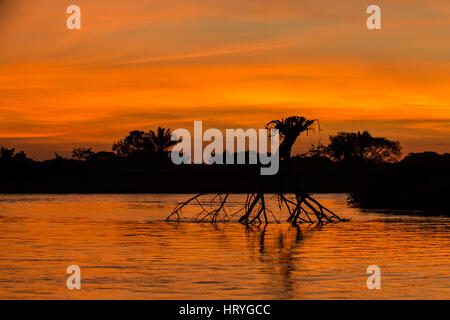 Arbre à l'envers dans une rivière au coucher du soleil dans la région du Pantanal, Mato Grosso, l'Amérique du Sud Banque D'Images