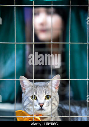 Zagreb, Croatie. 5Th Mar, 2017. Un chat a l'air d'une cage lors d'une exposition féline internationale à Zagreb, capitale de la Croatie, le 5 mars 2017. Credit : Marko Prpic/Xinhua/Alamy Live News Banque D'Images