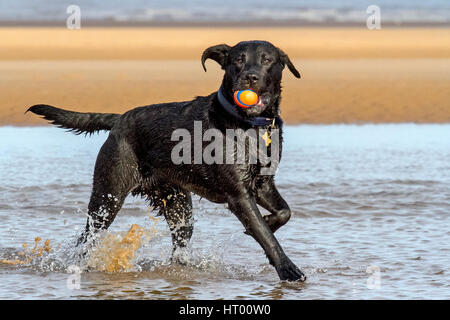 Formby, Merseyside. 6 mars 2017. Les chiens tous les jours. Berger Allemand de trois ans 'Max' & un an Labrador 'Ralf' un bon moment jusqu'à la mer à Formby Beach le Merseyside. Credit : Cernan Elias/Alamy Live News Banque D'Images