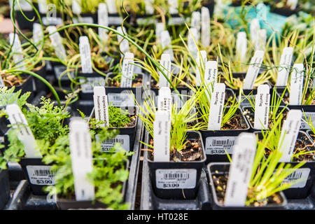 Les petites plantes en pot pour vente comme compagnons bonsai Banque D'Images