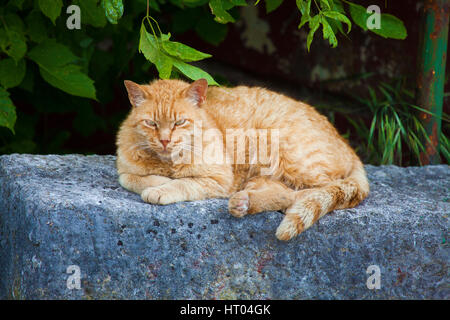 Photo gros plan d'orange chat grincheux portant sur gris rock Banque D'Images