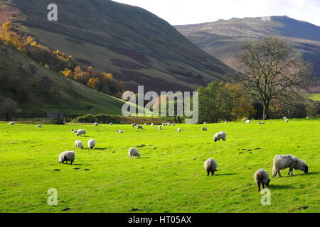 Troupeau de moutons sur la montagne magnifique prairie de Peak District en Angleterre. Banque D'Images