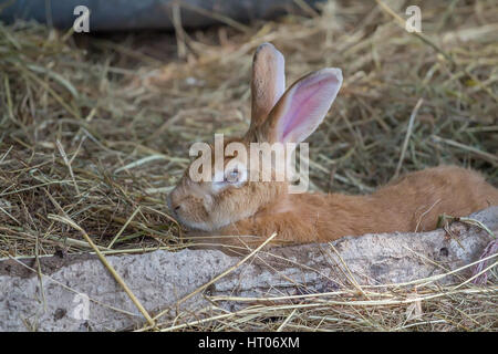 Close up photo de lapin brun Banque D'Images