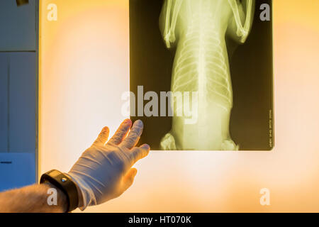 L'examen de radiographie vétérinaire médecin pet Banque D'Images