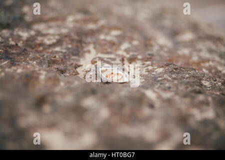 Les anneaux de mariage sur la plage. Plan Macro sur bagues en coquillage Banque D'Images