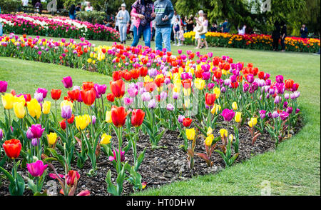 Les touristes viennent de partout dans le monde à marcher à travers les jardins de tulipes au cours de la vallée de la Skagit Tulip Festival Banque D'Images