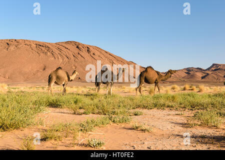 Trois mille chameaux, Camelus dromedarius, balade dans le paysage de Ouzina, Maroc. Banque D'Images