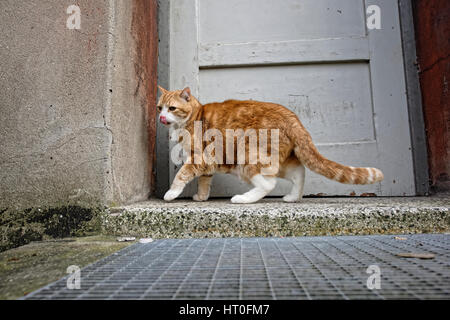 Yujing, chat à la maison dans le jardin. Banque D'Images