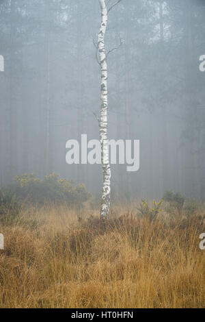 Misty et temps brumeux à Wareham Forest, près de Wareham, Dorset, UK Banque D'Images