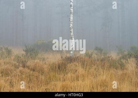 Misty et temps brumeux à Wareham Forest, près de Wareham, Dorset, UK Banque D'Images