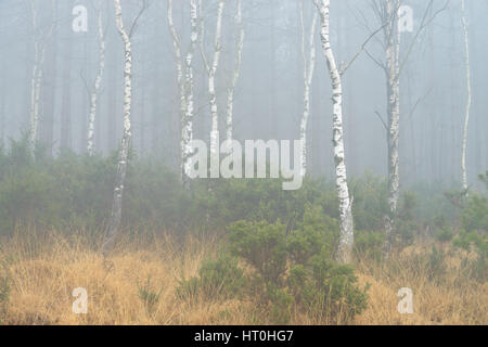 Misty et temps brumeux à Wareham Forest, près de Wareham, Dorset, UK Banque D'Images