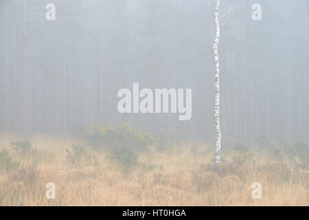 Misty et temps brumeux à Wareham Forest, près de Wareham, Dorset, UK Banque D'Images