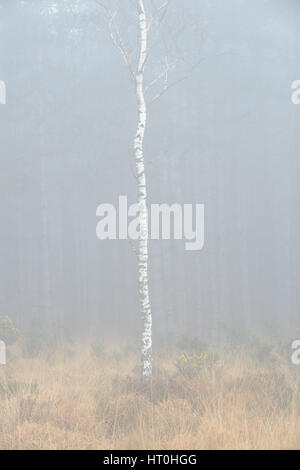 Misty et temps brumeux à Wareham Forest, près de Wareham, Dorset, UK Banque D'Images