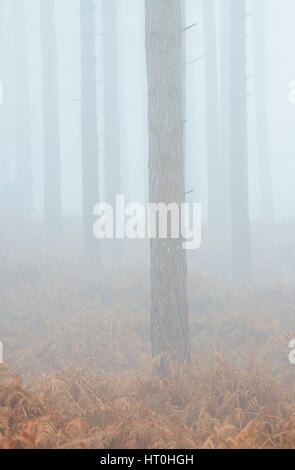 Misty et temps brumeux à Wareham Forest, près de Wareham, Dorset, UK Banque D'Images