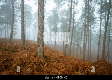 Misty et temps brumeux à Wareham Forest, près de Wareham, Dorset, UK Banque D'Images