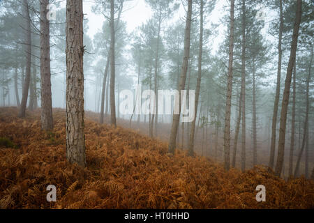 Misty et temps brumeux à Wareham Forest, près de Wareham, Dorset, UK Banque D'Images