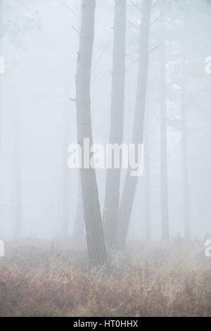 Misty et temps brumeux à Wareham Forest, près de Wareham, Dorset, UK Banque D'Images