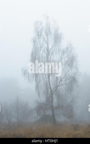 Misty et temps brumeux à Wareham Forest, près de Wareham, Dorset, UK Banque D'Images