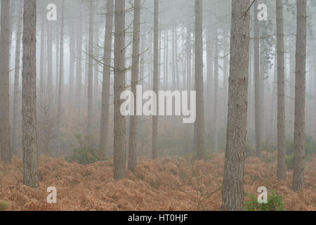 Misty et temps brumeux à Wareham Forest, près de Wareham, Dorset, UK Banque D'Images