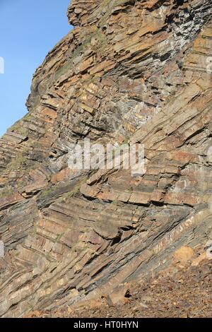 Chevron plis des couches de grès et de shale dans Millook rock Haven falaises, Cornwall, UK, avril 2014. Banque D'Images
