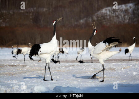 Grue du Japon (Grus japonensis), le comportement de cour, l'Akan, Hokkaido, Japon Banque D'Images