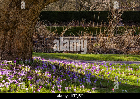 Purple crocus fleurs à la base d'un grand vieil arbre Banque D'Images