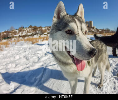 Portrait de l'Œil de poisson chien husky museau libre. Banque D'Images