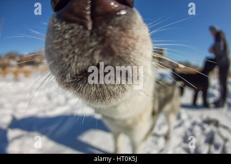 Portrait de l'Œil de poisson chien husky museau libre. Banque D'Images