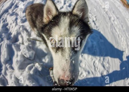 Portrait de l'Œil de poisson chien husky museau libre. Banque D'Images