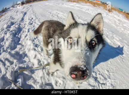 Portrait de l'Œil de poisson chien husky museau libre. Banque D'Images