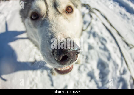 Portrait de l'Œil de poisson chien husky museau libre. Banque D'Images