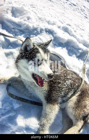 Portrait de l'Œil de poisson chien husky couché sur son dos et sourit. Banque D'Images