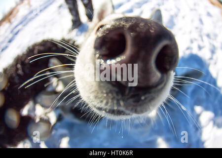 Portrait de l'Œil de poisson chien husky museau libre. Banque D'Images