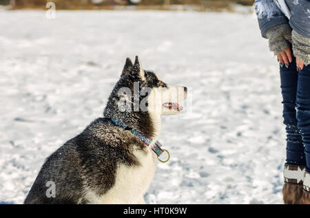 Les jeunes donner husky des gâteries à main libre. Banque D'Images