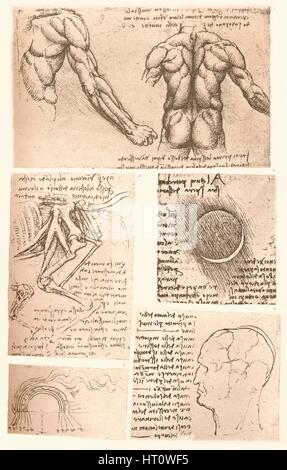 Quatre dessins anatomiques, c1472-c1519 (1883). Artiste : Leonardo da Vinci. Banque D'Images