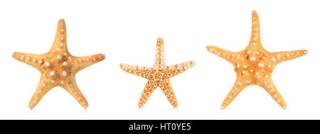 Collection d'étoiles de mer dans une rangée. Isolé sur fond blanc. Banque D'Images