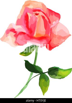 Scénario et dessin aquarelle de fleurs rose rouge, résumé Illustration de Vecteur