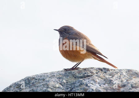 Rougequeue noir (Phoenicurus ochruros, course de l'phoenicuroides), un homme d'hiver, Mousehole, Cornwall, England, UK. Banque D'Images