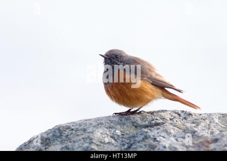 Rougequeue noir (Phoenicurus ochruros, course de l'phoenicuroides), un homme d'hiver, Mousehole, Cornwall, England, UK. Banque D'Images