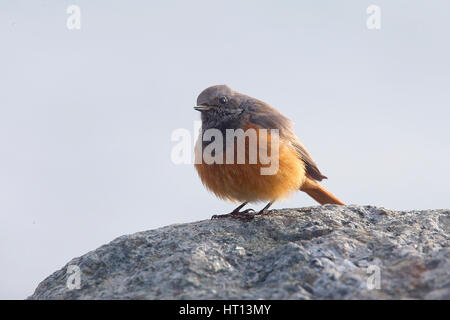 Rougequeue noir (Phoenicurus ochruros, course de l'phoenicuroides), un homme d'hiver, Mousehole, Cornwall, England, UK. Banque D'Images