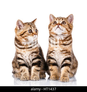 Chatons Scottish couple sitting on white background Banque D'Images