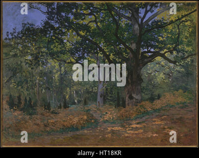 Le Chêne Bodmer, forêt de Fontainebleau, 1865. Artiste : Monet, Claude (1906-1957) Banque D'Images