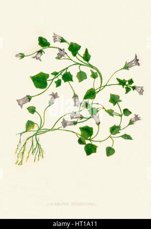 Ivy-Leaved "Bellflower", c1891, (1891). Artiste : Anne Pratt. Banque D'Images