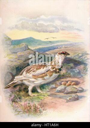 'Ptarmigan - Lago'pus mu'tus', c1910, (1910). Artiste : George James Rankin. Banque D'Images