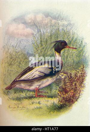 'Red-Breasted Merganser - Mer'gus serra'tor', c1910, (1910). Artiste : George James Rankin. Banque D'Images